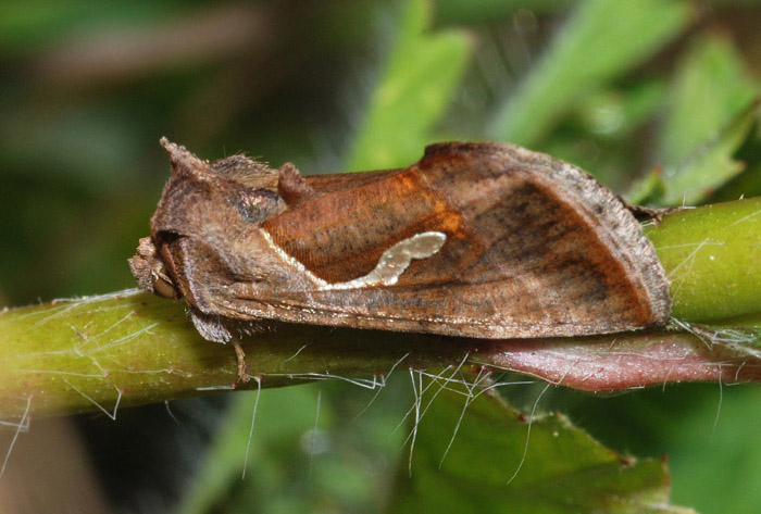 Noctuidae